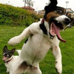 Crazy Dog Attack