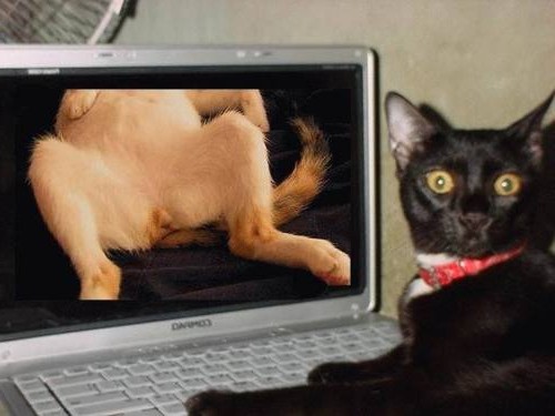 cat watches porn