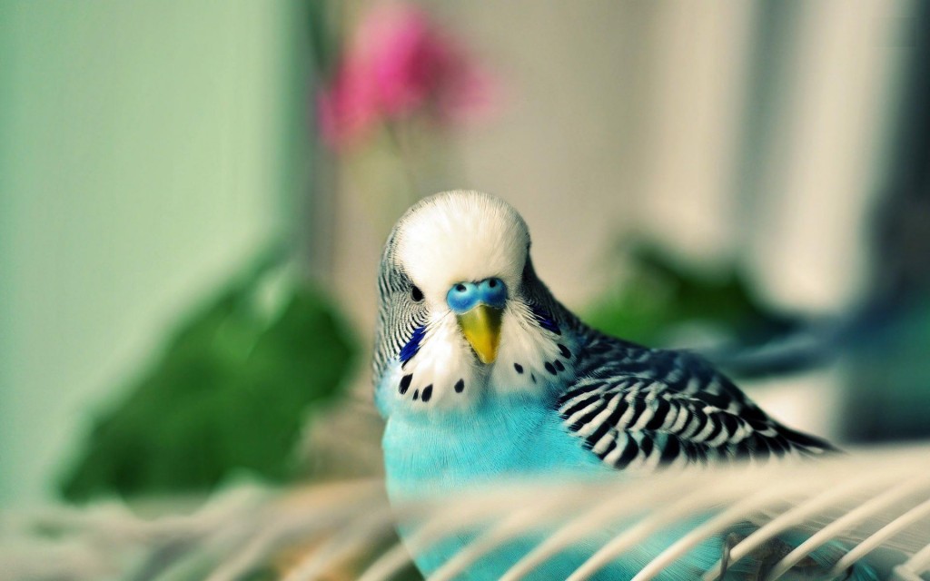 parakeet-bird-hd-wallpapers-free-download-best-desktop-background-images-of-parakeet-birds