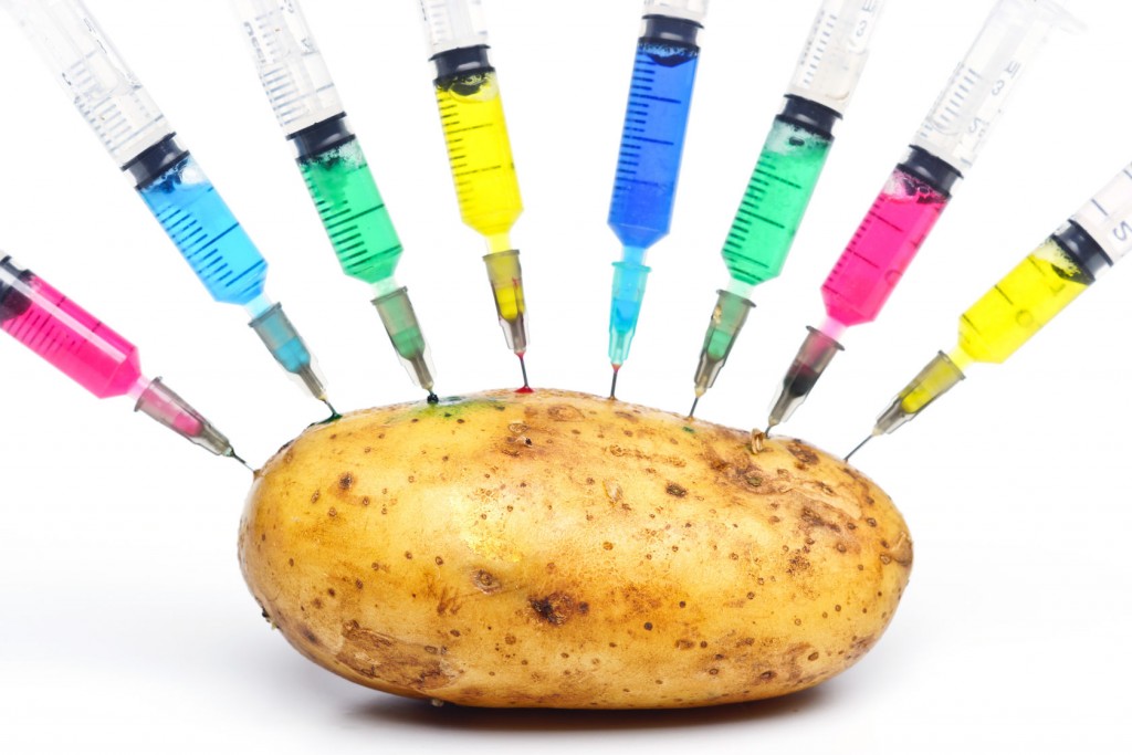 syringes injecting chemical into genetically modified potato